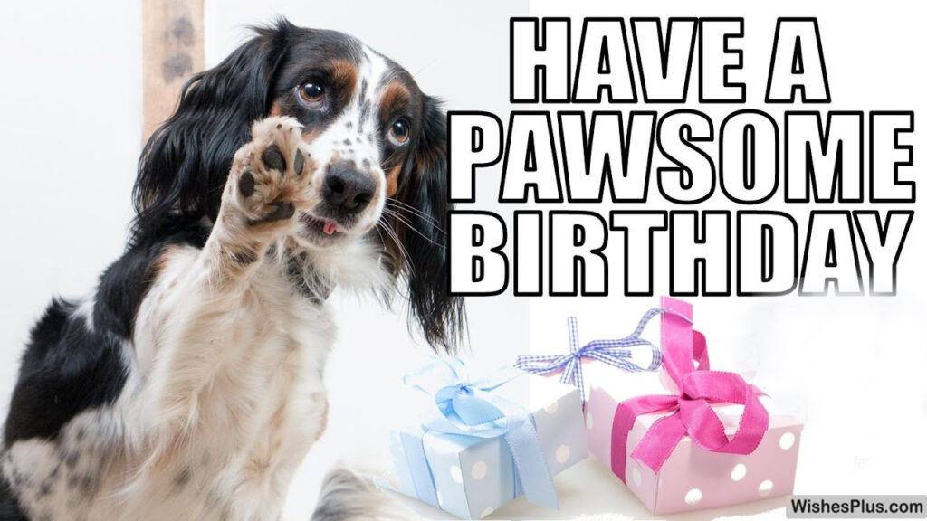 Have a pawsome birthday funny animal dog birthday memes