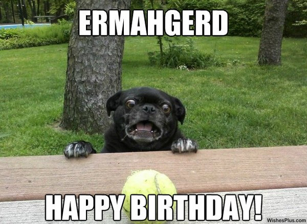 Dog wishes funny happy birthday memes animal