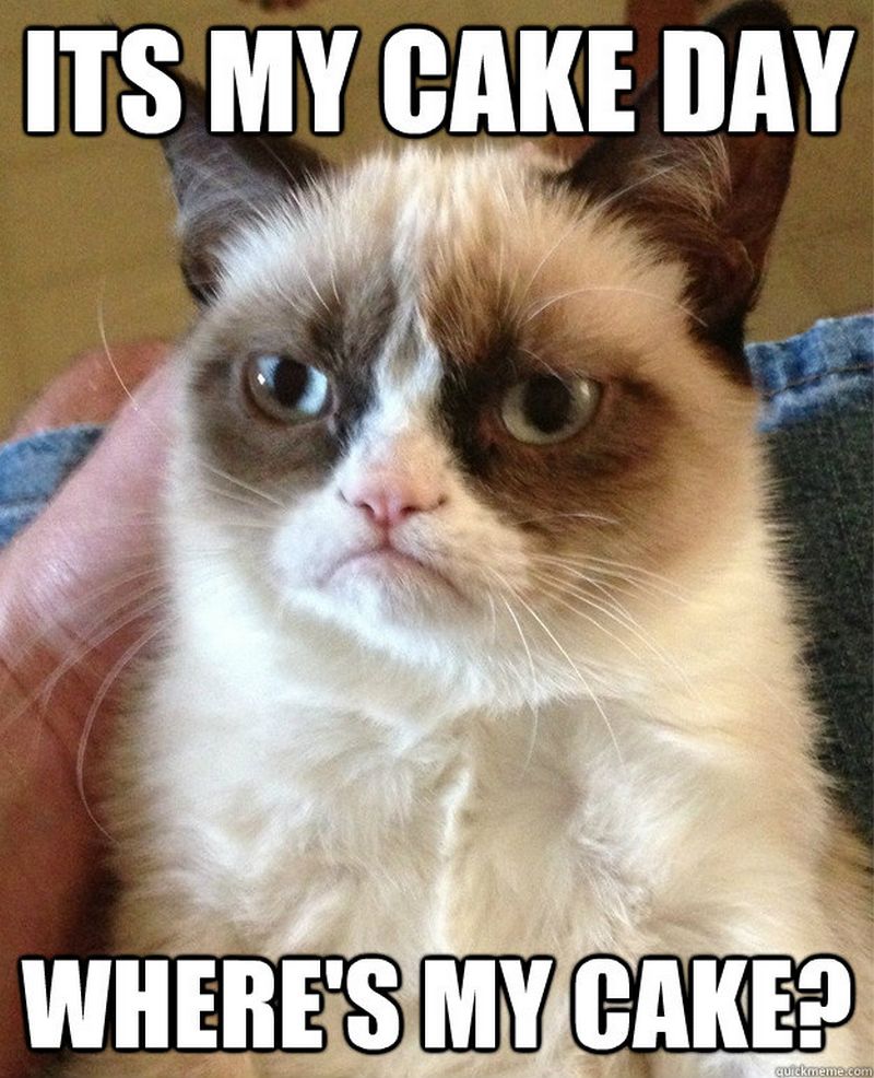 where's my cake its my birthday memes funny cat